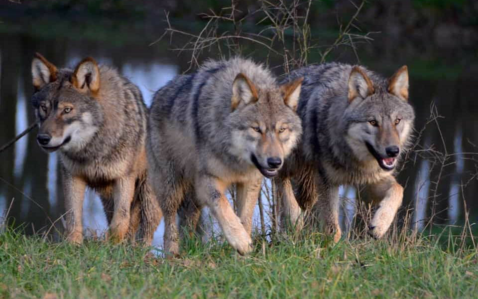 Lodges d'observation des loups, Sury-aux-Bois