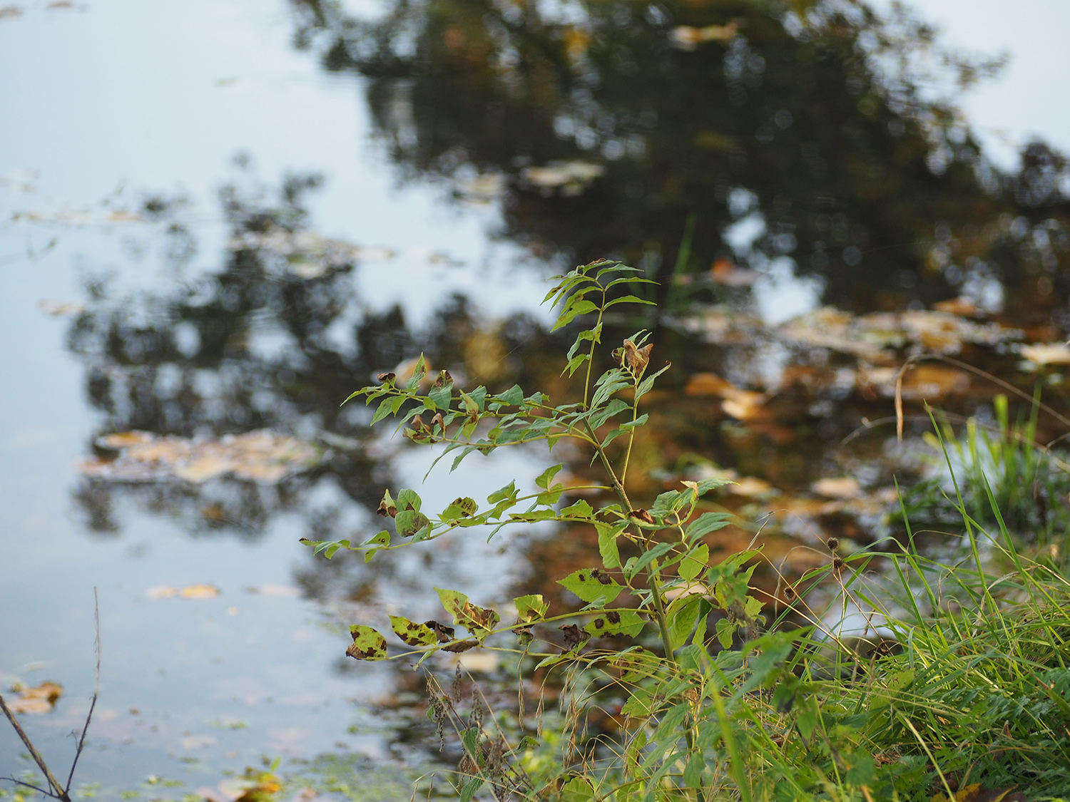 Espace Naturel Sensible : Les Marais de Contres