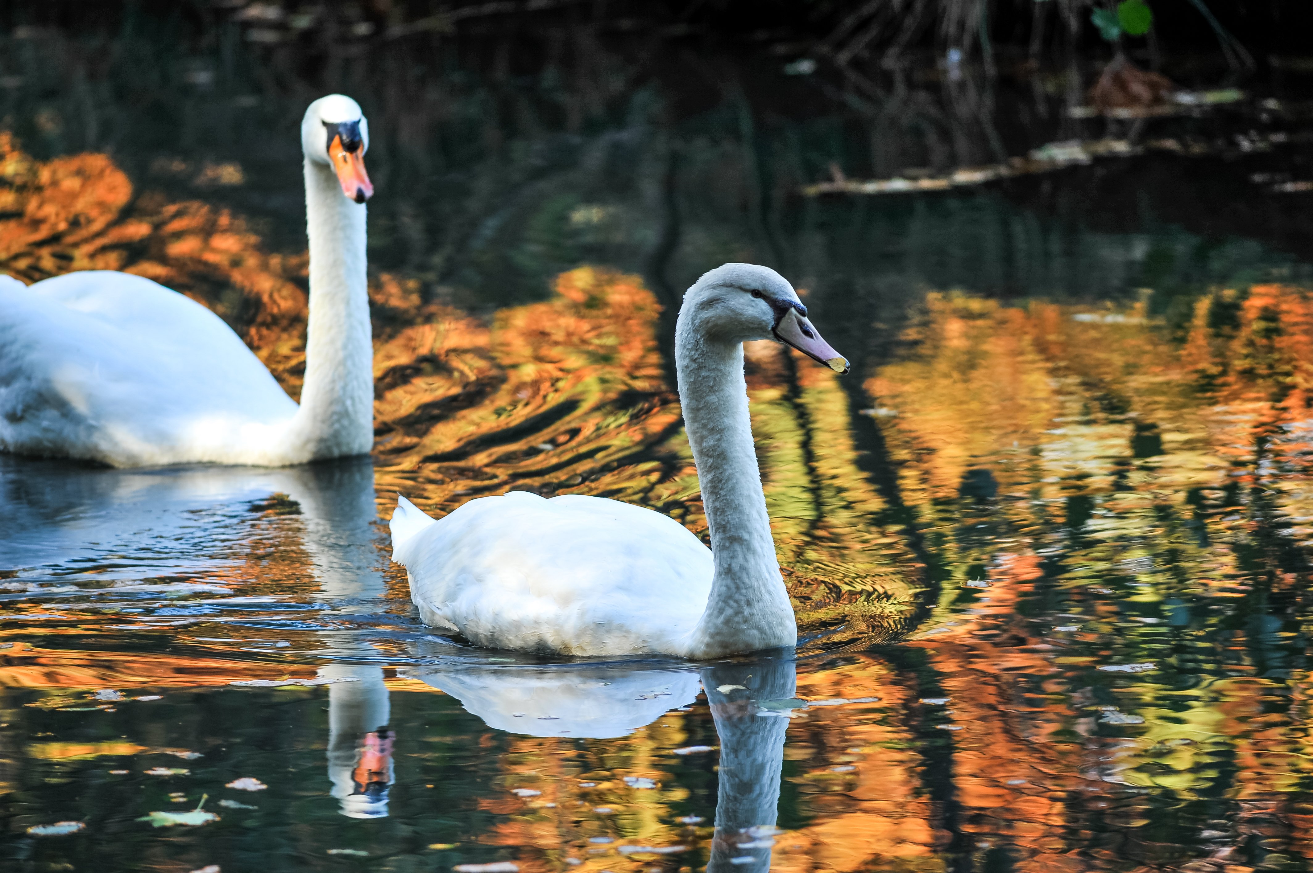Boucle 03 - Les Bretonnières, Marcilly-en-Villette - photo 3