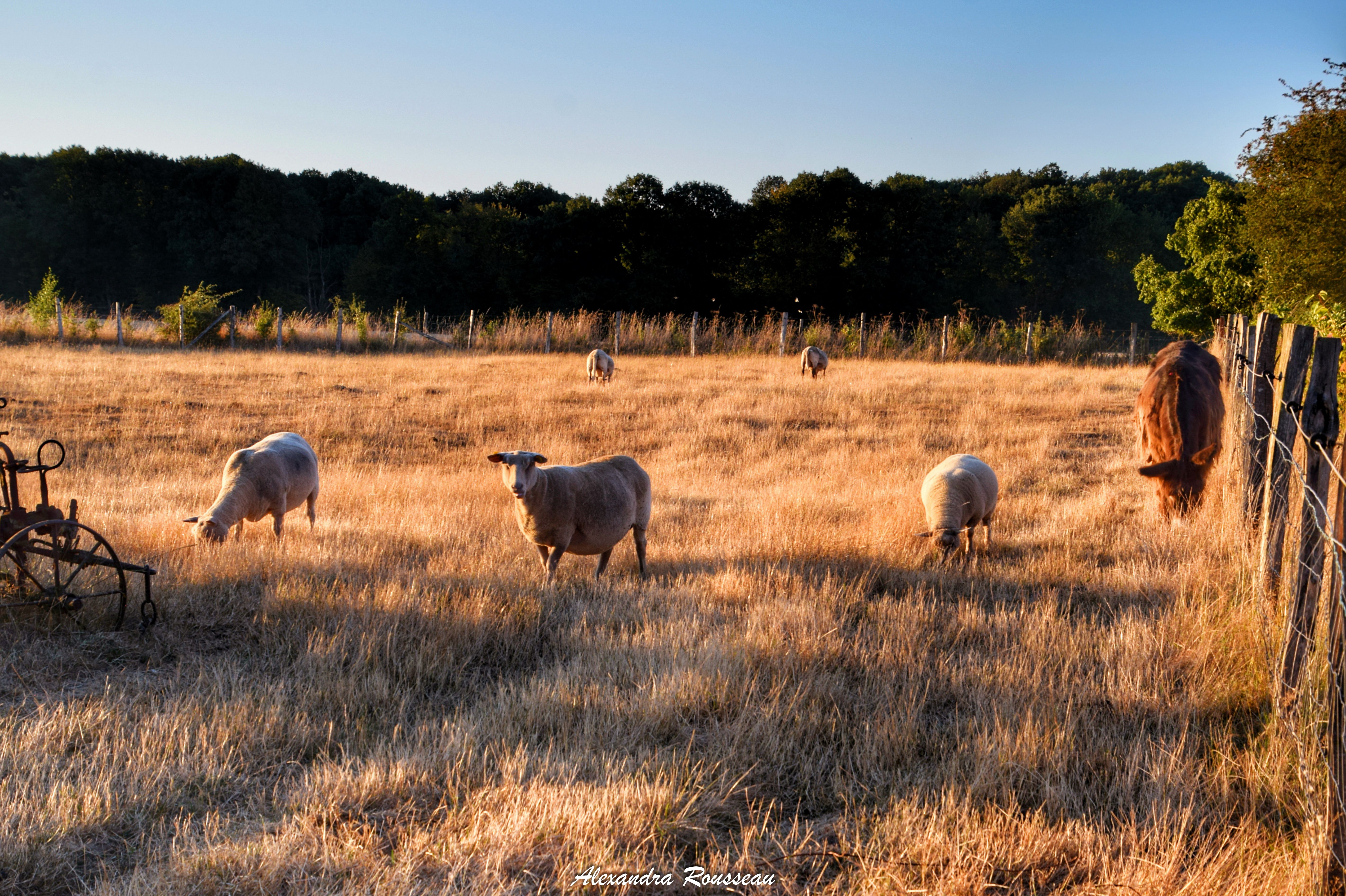Manoir du Bois Joly - Gîte du Fournil, Arcisses - photo 18