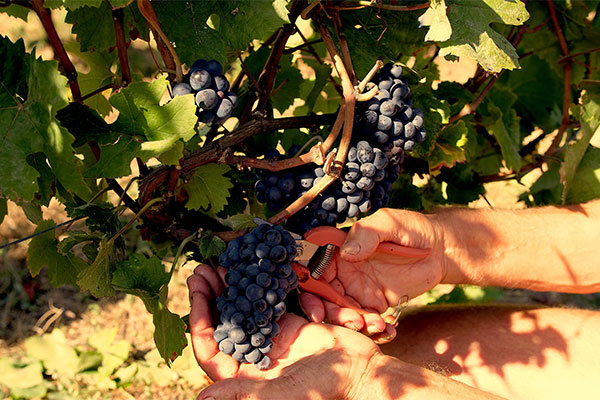 Le circuit de la Malandrerie, Mareau-aux-Prés