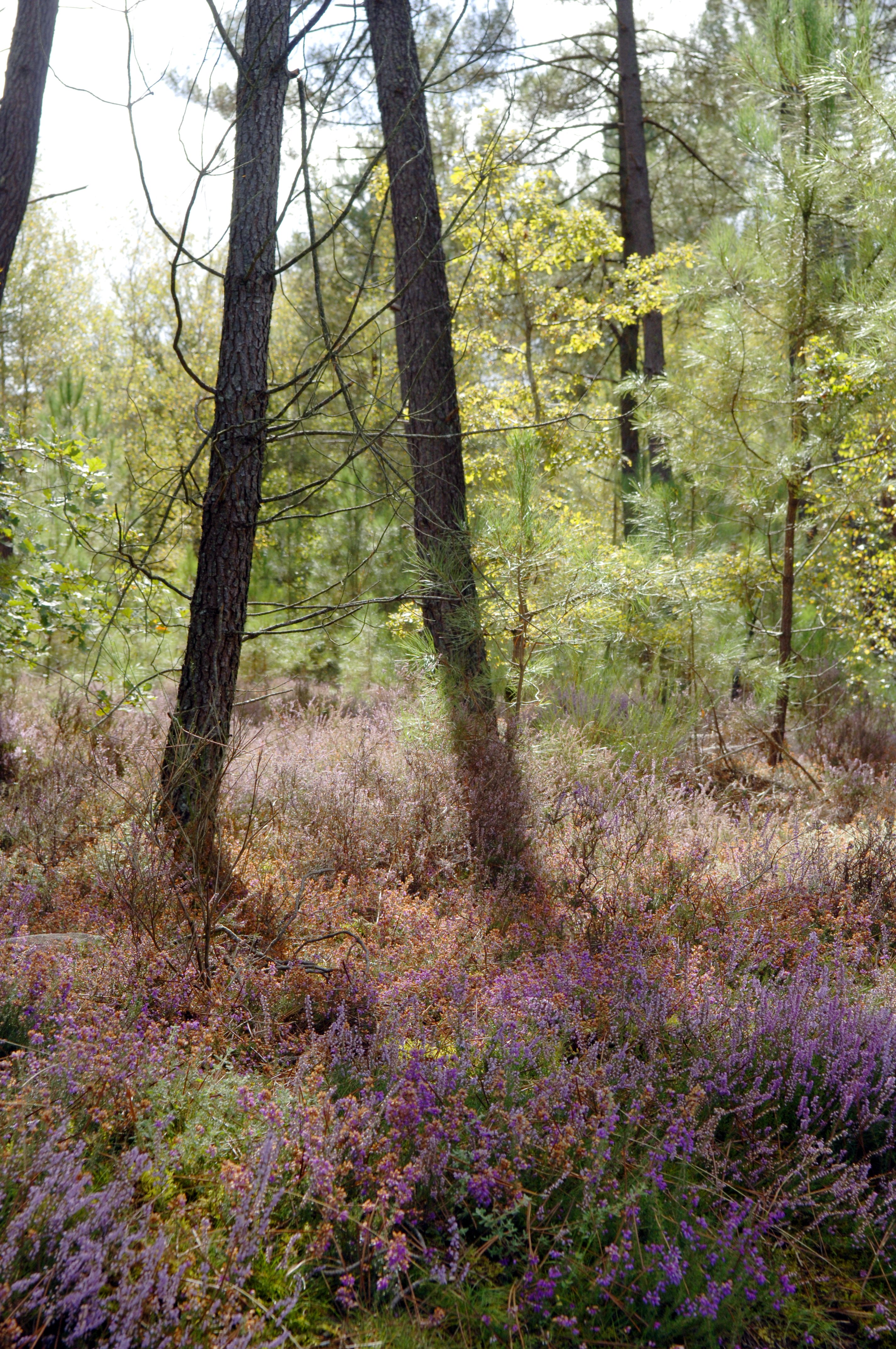 L’Espace Naturel Sensible : L'Etang et la Tourbière des Landes