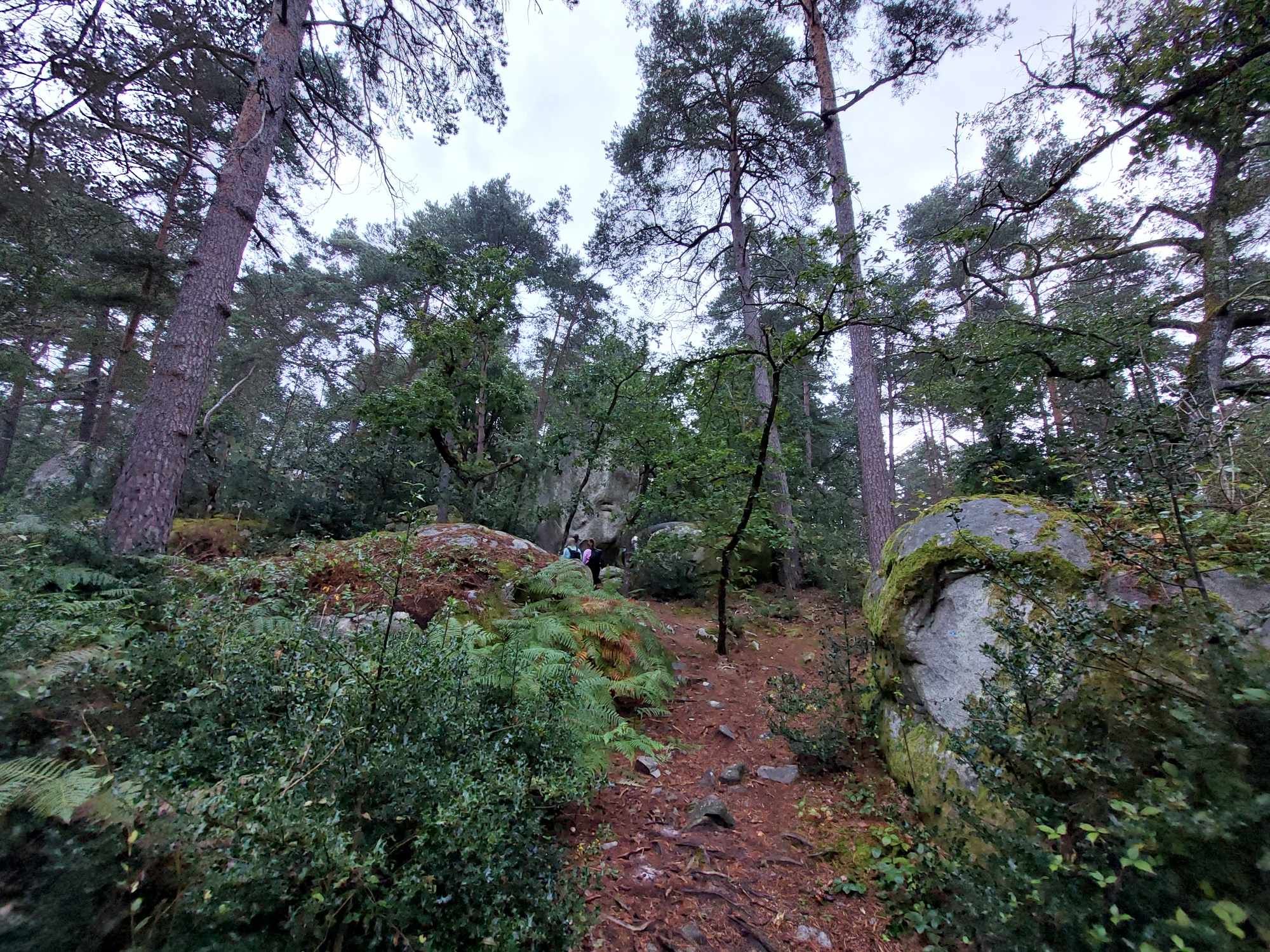 Randonnée en forêt de Fontainebleau : Les gorges de Franchard