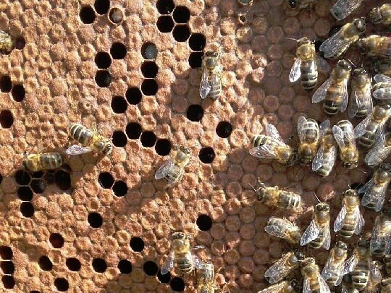 Les ruchers de l'Anglin