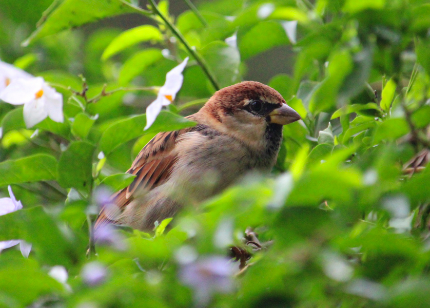 Wivisites : à la découverte de la biodiversité de Vendôme, Vendôme