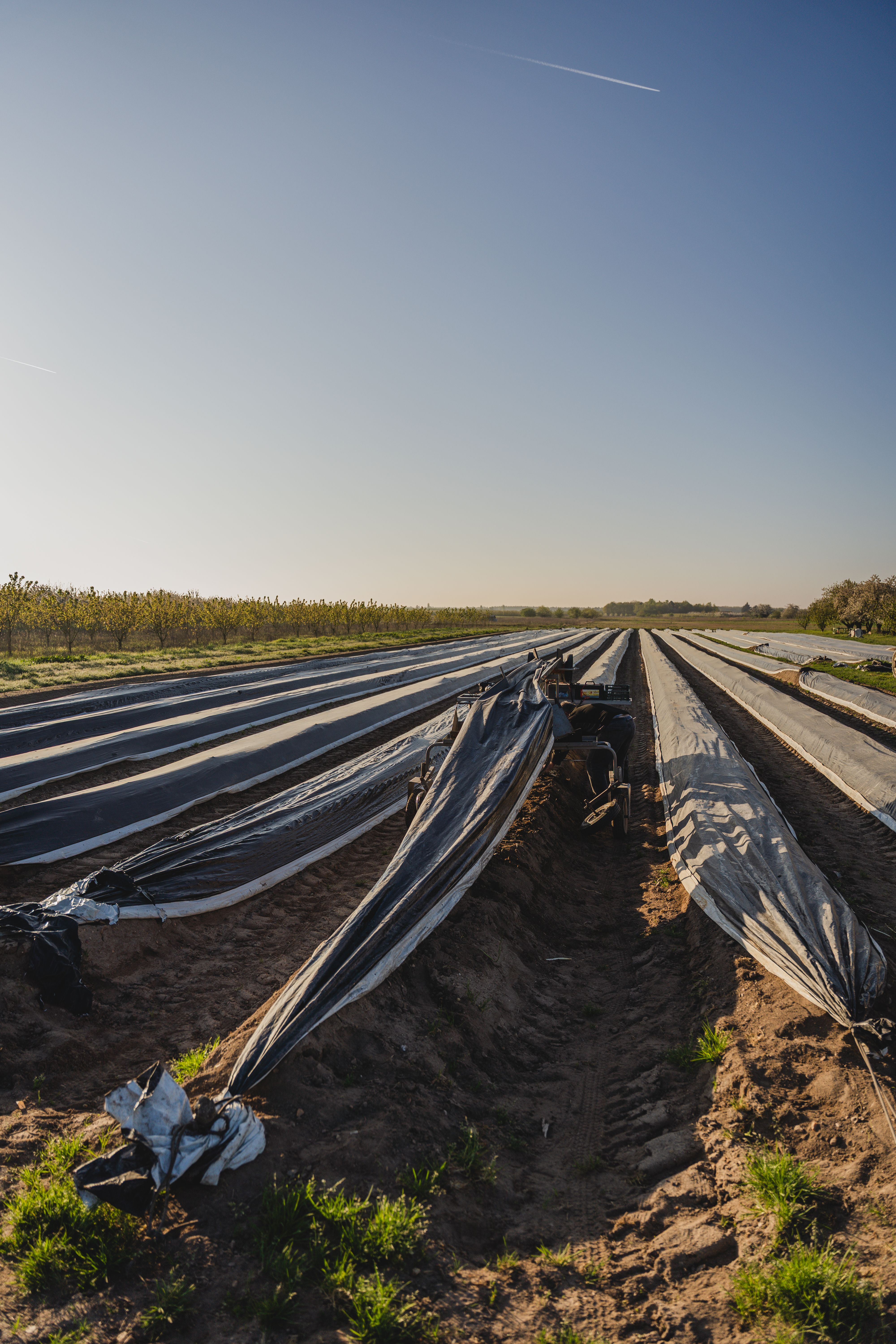 Mon carré d'asperges