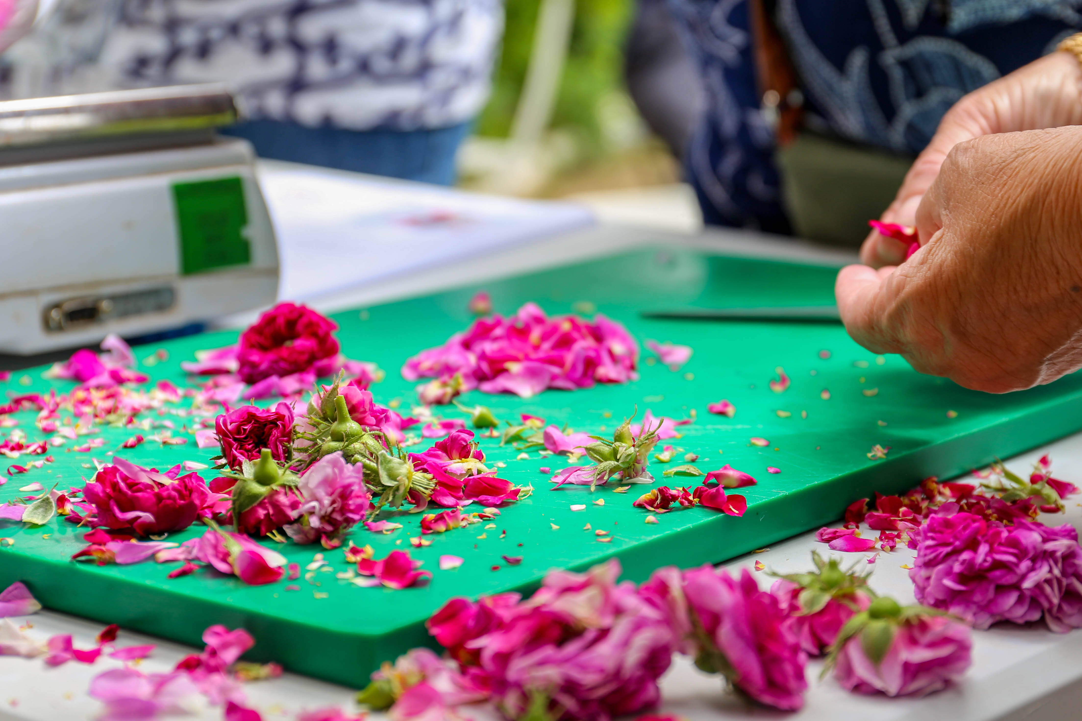 Roseraie de Morailles, Pithiviers-le-Vieil