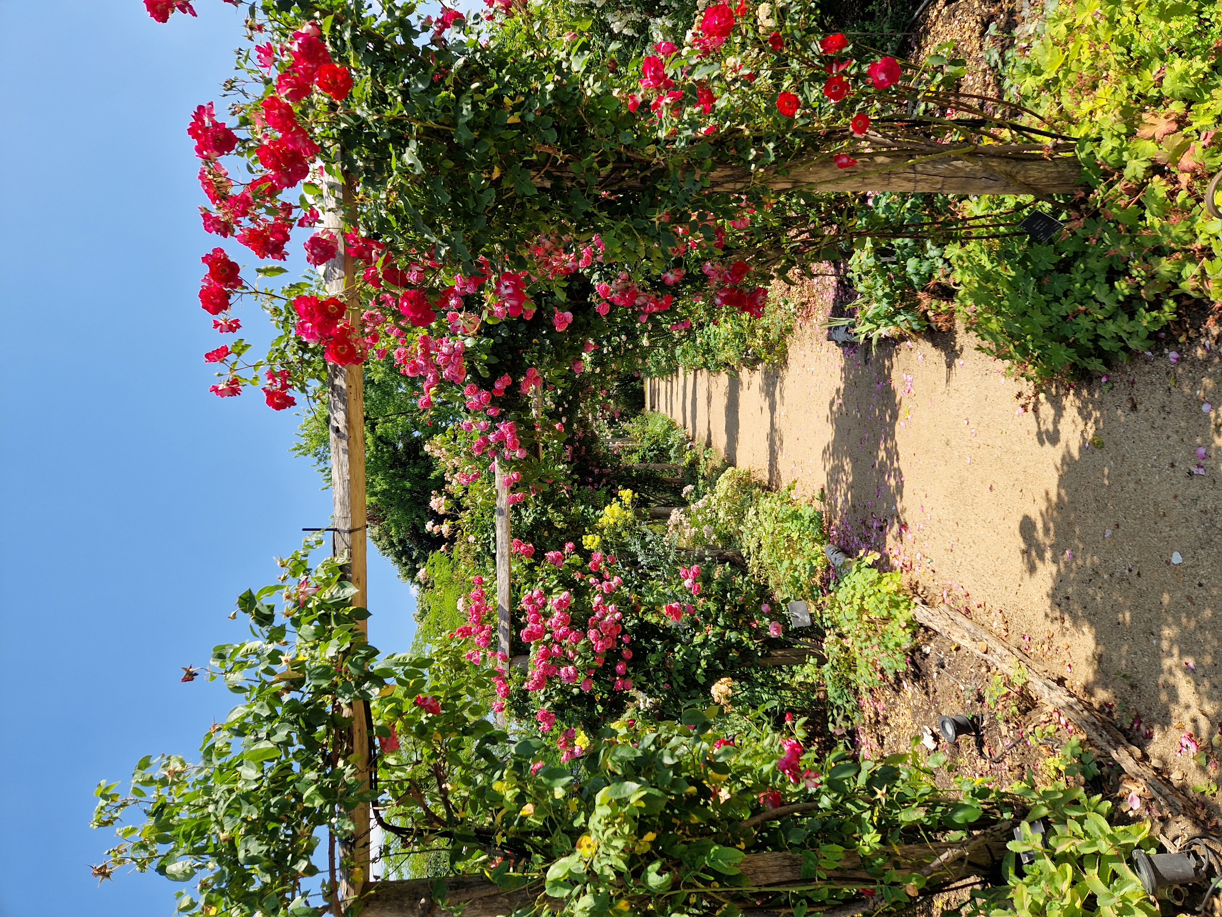 Roseraie de Morailles