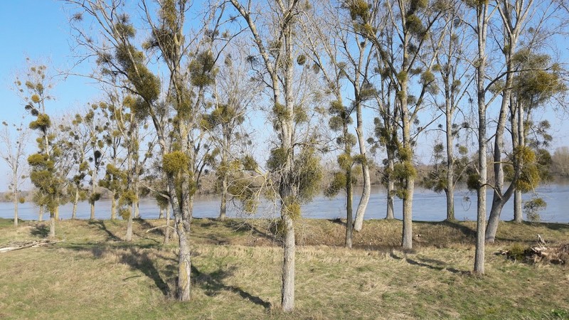 Promenade des Deux Ponts A29, Châteauneuf-sur-Loire - photo 12