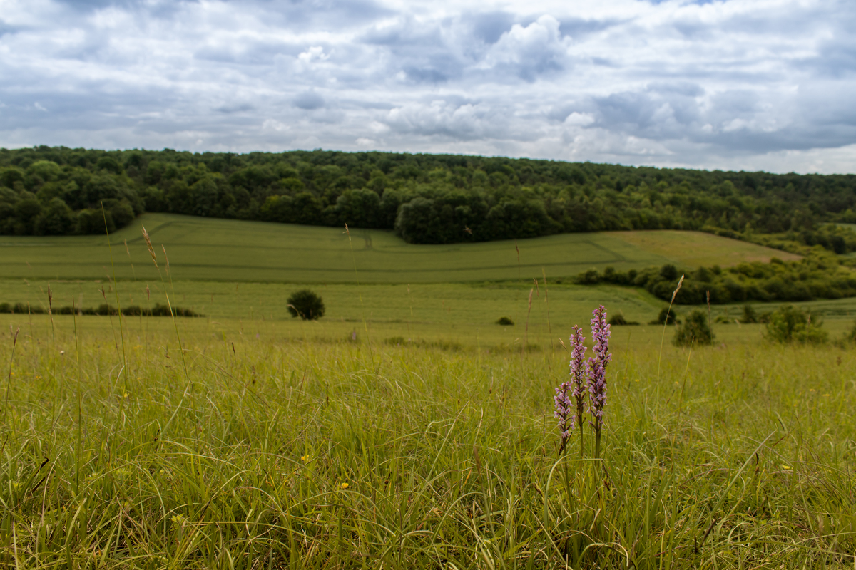 Réserve naturelle régionale de la Vallée des Cailles, Boncourt - photo 8