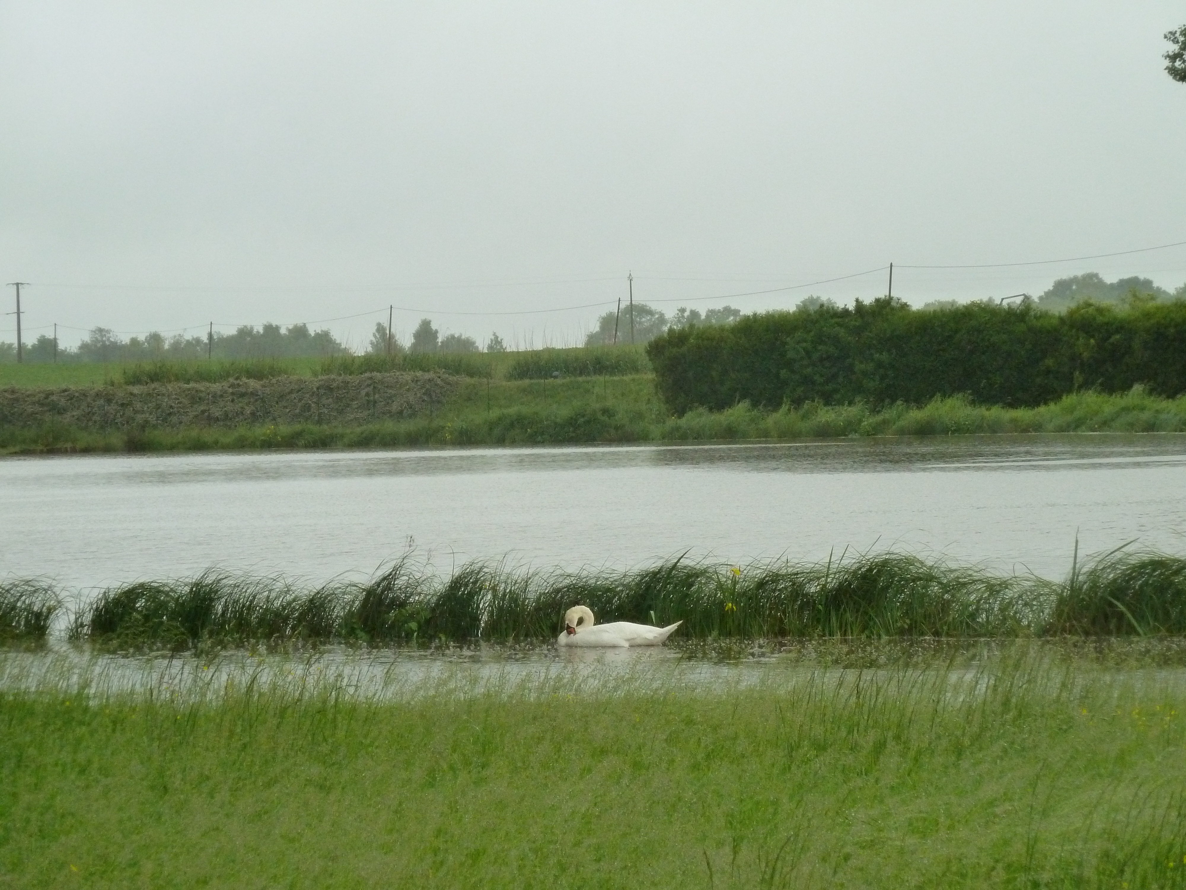 Etang communal d'Adon, Adon - photo 4