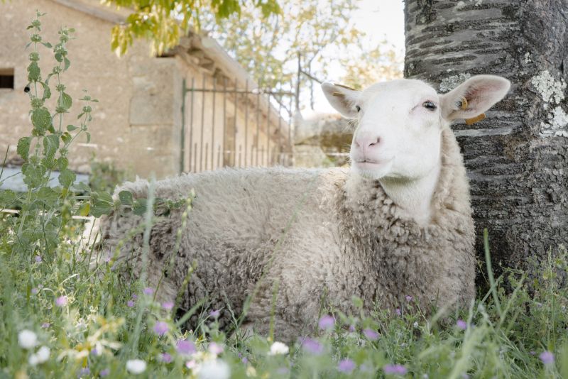 Chambre d'hôte de la ferme du Bois d'Haut, Mérigny - photo 4