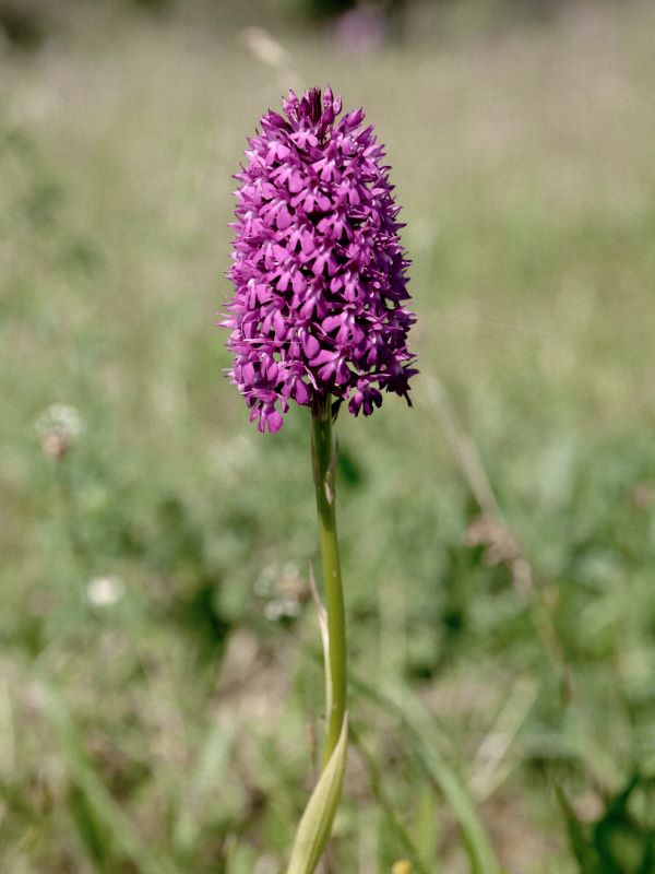 Relais Paysan Le Bois d'Haut, Mérigny - photo 4