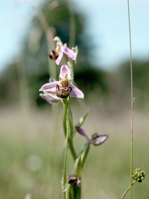 Chambre d'hôte de la ferme du Bois d'Haut, Mérigny - photo 5