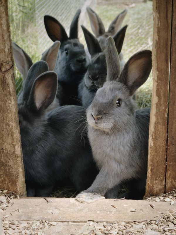 Chambre d'hôte de la ferme du Bois d'Haut, Mérigny - photo 7