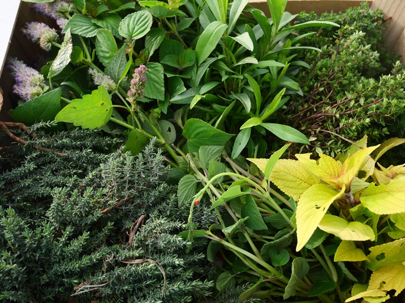 Les Jardins de Brenne — photo 2
