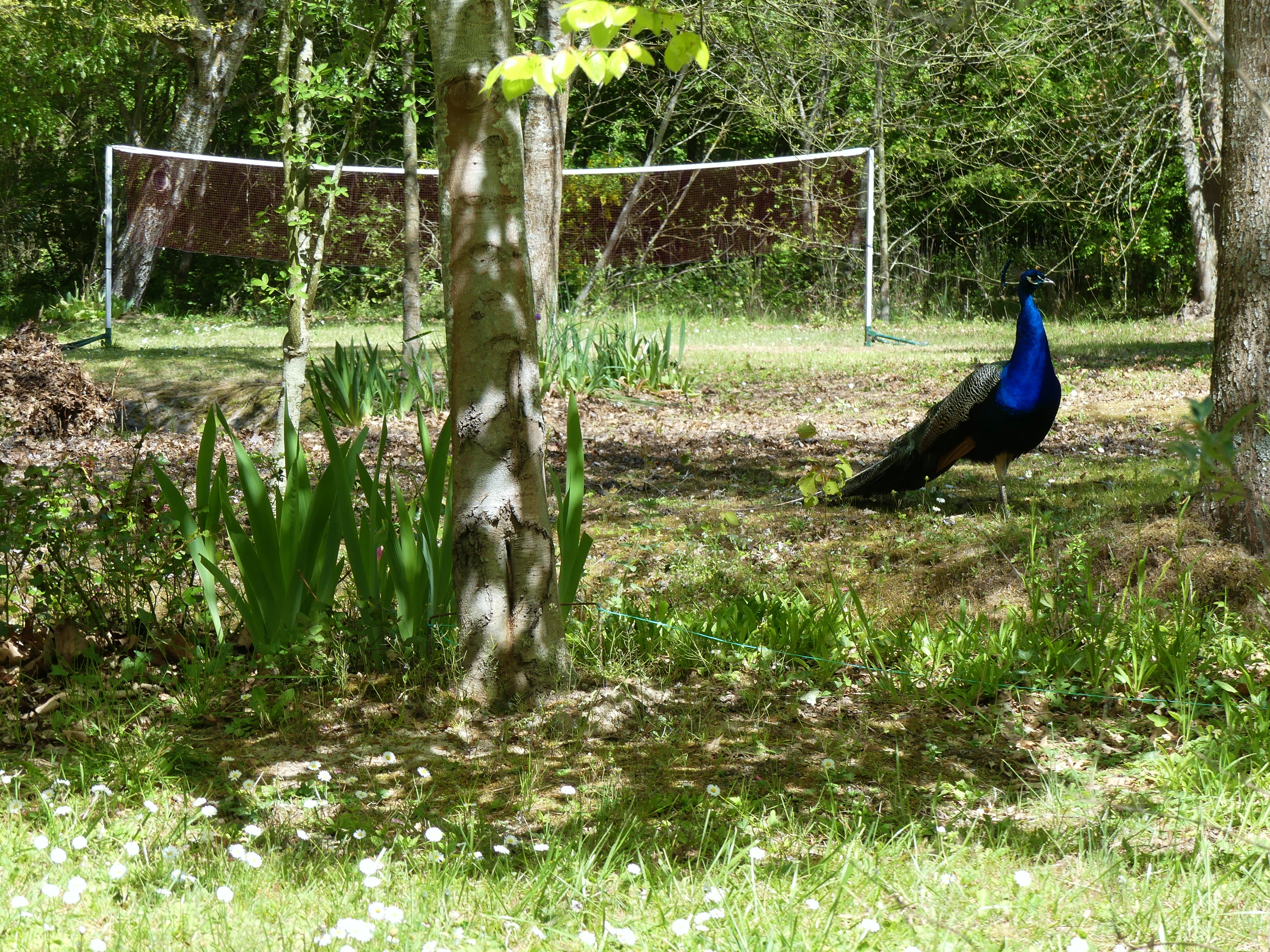 Gîte "le petit bois", Chitenay - photo 5