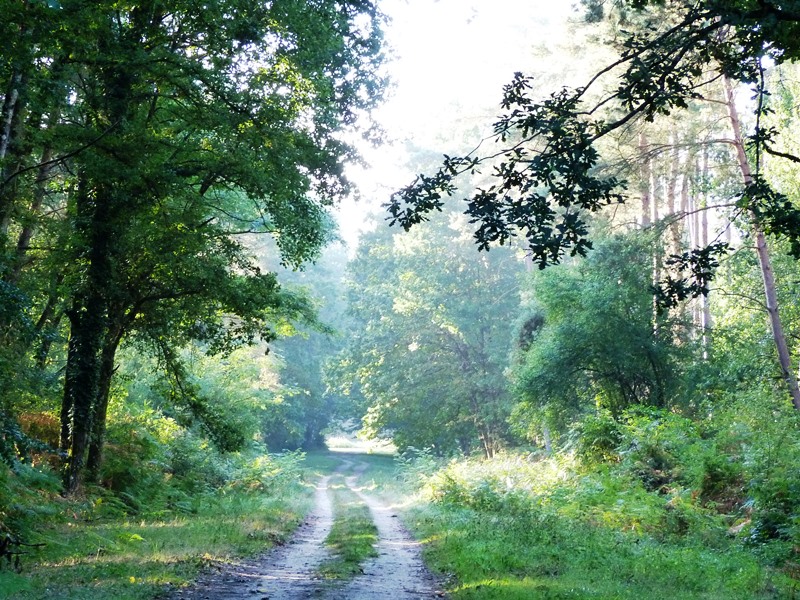 Circuit de l'étang de la Vallée et du Belvédère des Caillettes, Vitry-aux-Loges - photo 4