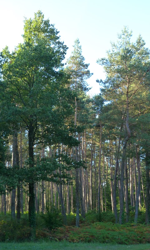 Circuit de l'étang du Crot aux Sablons