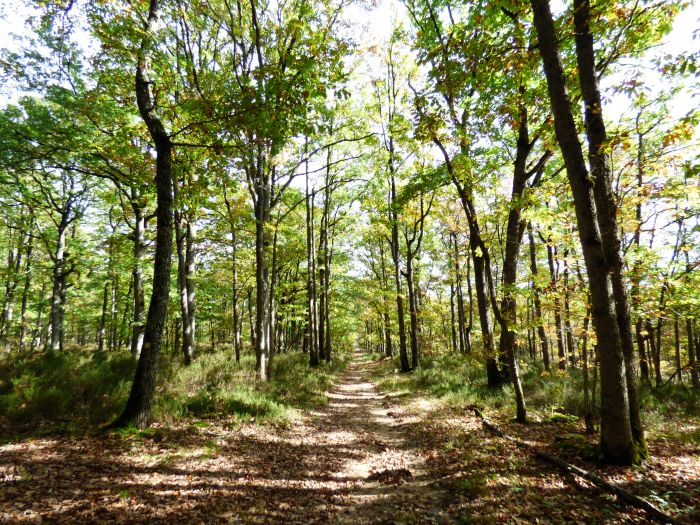 Massif forestier de Choeurs-Bommiers