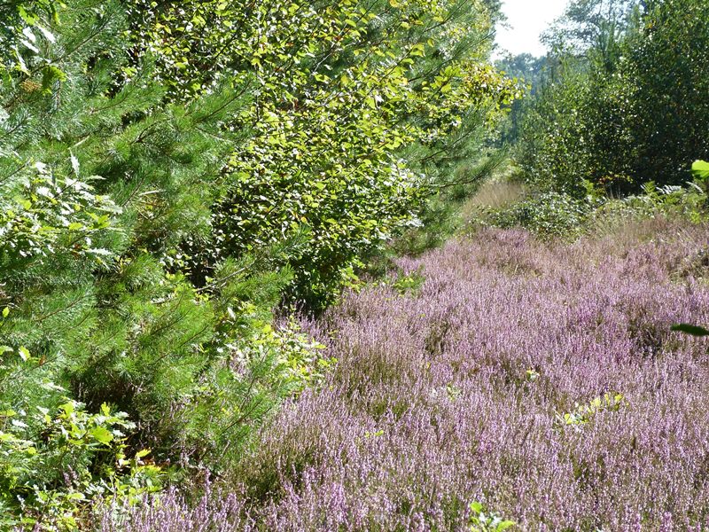 Canal et Brin d'Amour A3, Sury-aux-Bois - photo 4