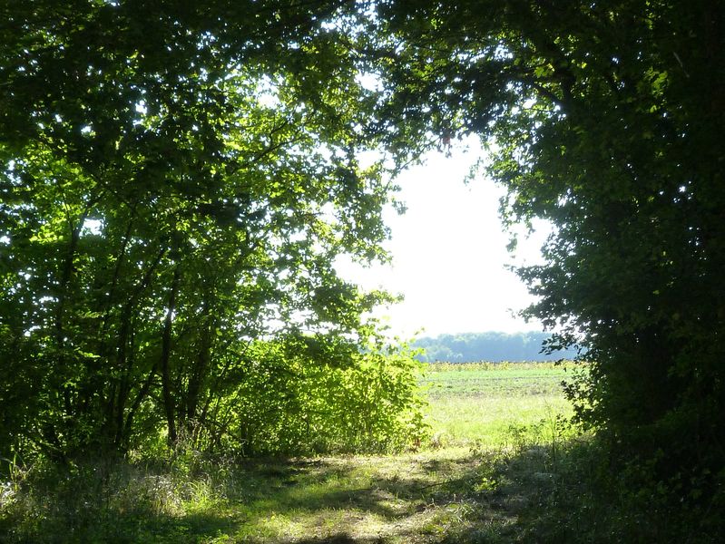 Les petits bois de Saint-Loup, Saint-Loup-des-Vignes - photo 2