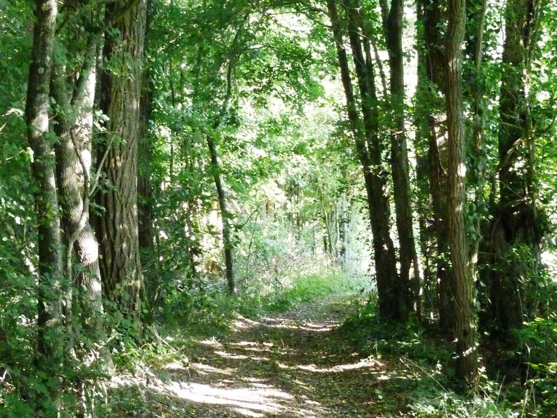 Les petits bois de Saint-Loup, Saint-Loup-des-Vignes - photo 4