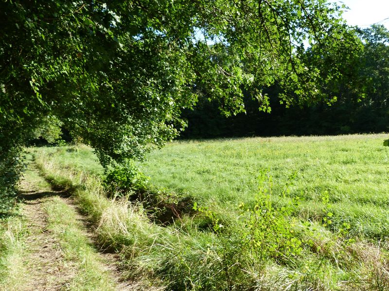 Les petits bois de Saint-Loup, Saint-Loup-des-Vignes - photo 8