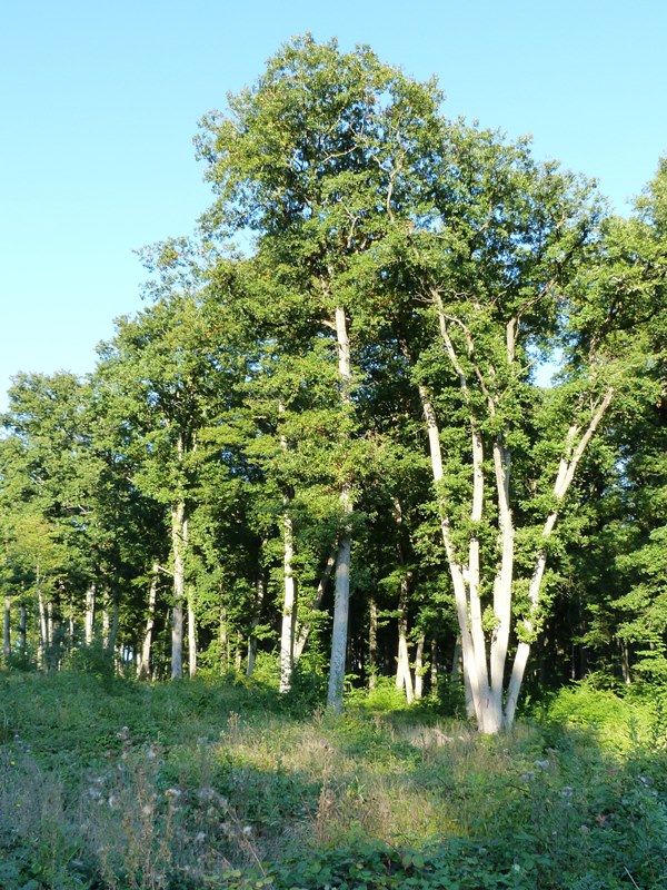 Promenade du Frétoy, Boiscommun - photo 6