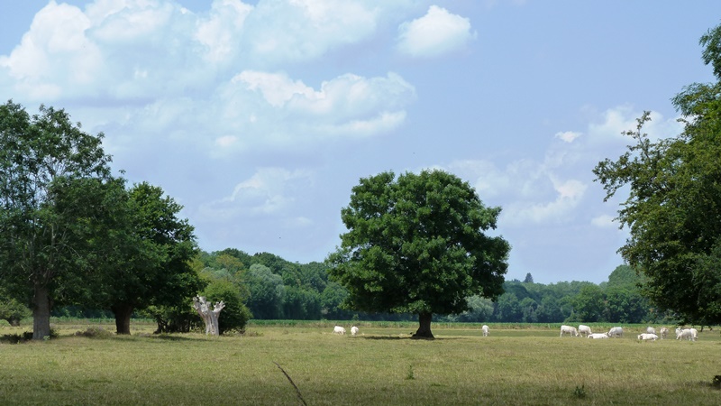 Stevenson | Etape 7 d'Ouzouer-sur-Trézée à Chatillon-sur-Loire, Ouzouer-sur-Trézée - photo 2