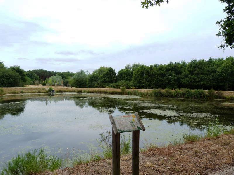 Sentier pédagogique de l'étang de l'Evangile : 1 km, Fay-aux-Loges - photo 19
