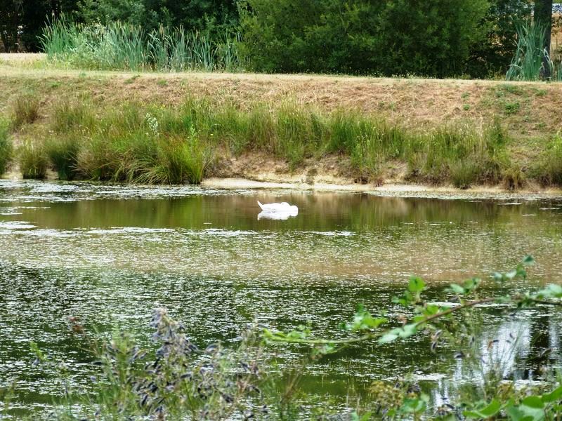 Sentier pédagogique de l'étang de l'Evangile : 1 km, Fay-aux-Loges - photo 16