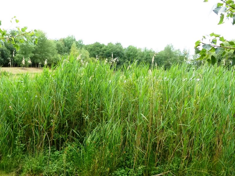 Sentier pédagogique de l'étang de l'Evangile : 1 km, Fay-aux-Loges - photo 3