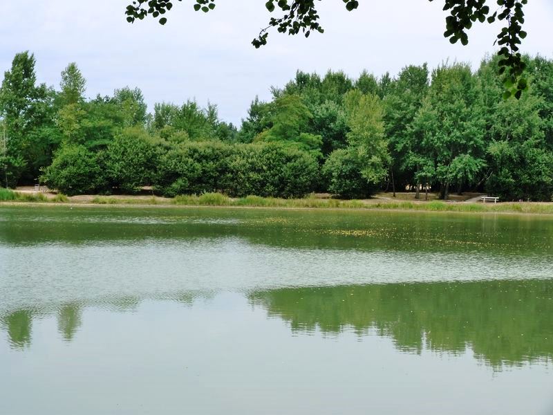 Sentier pédagogique de l'étang de l'Evangile : 1 km, Fay-aux-Loges - photo 4