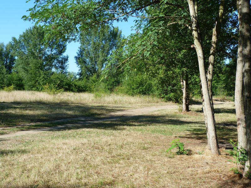 Le tour du Bois de l'Ile, Saint-Denis-en-Val - photo 5