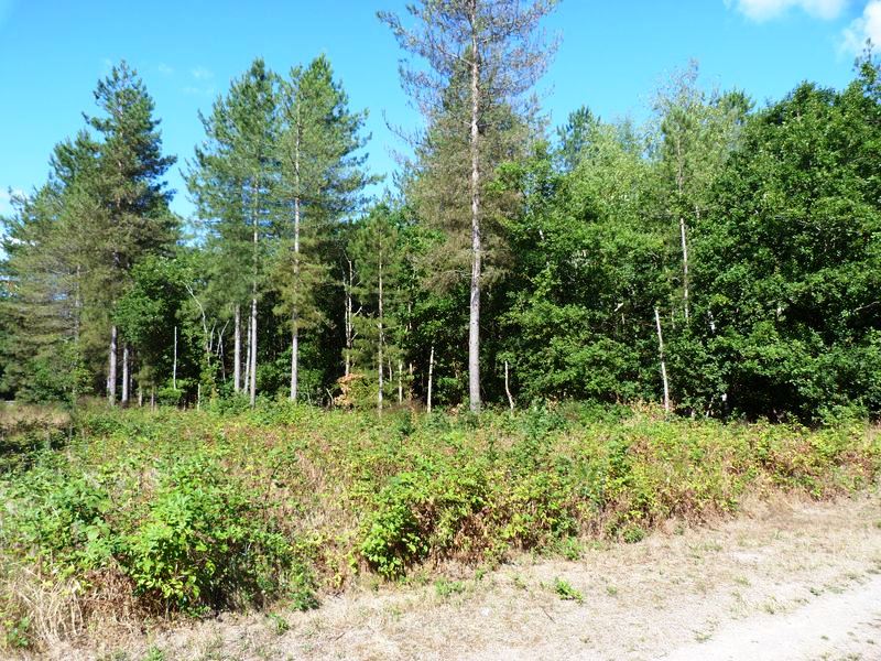 Circuit de Morchêne, Saint-Cyr-en-Val - photo 10