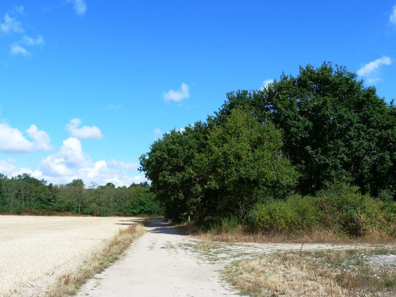 Circuit de Morchêne, Saint-Cyr-en-Val - photo 11