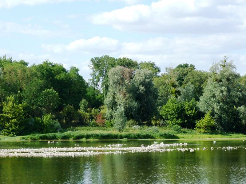 La Pointe de Courpain, Saint-Pryvé-Saint-Mesmin - photo 6