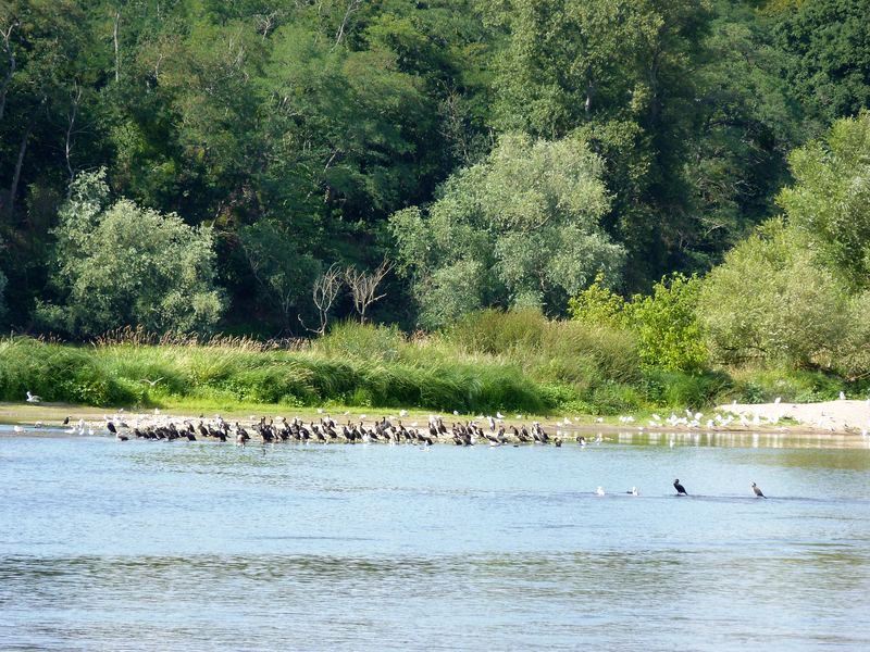 La Pointe de Courpain, Saint-Pryvé-Saint-Mesmin - photo 9