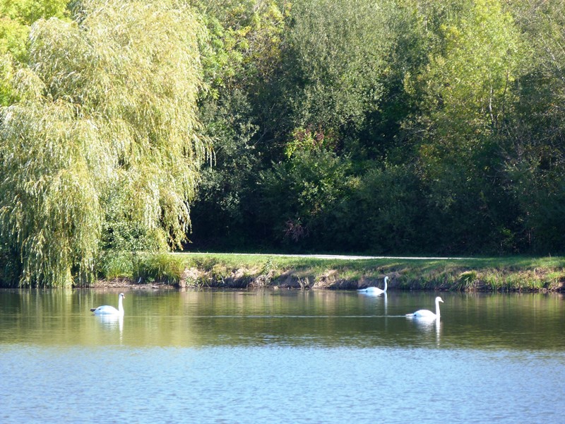 Prairie des étangs de Dordives, Dordives - photo 10