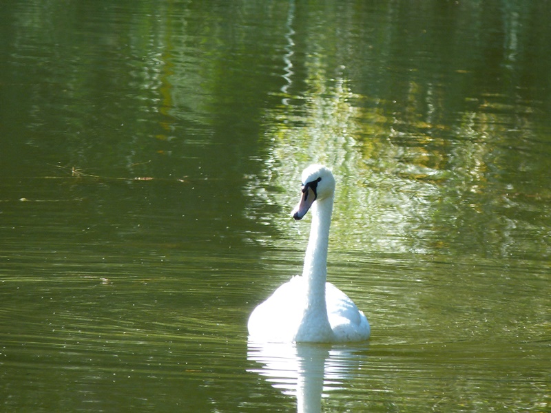 Prairie des étangs de Dordives, Dordives - photo 3