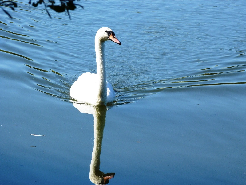 Prairie des étangs de Dordives, Dordives - photo 6