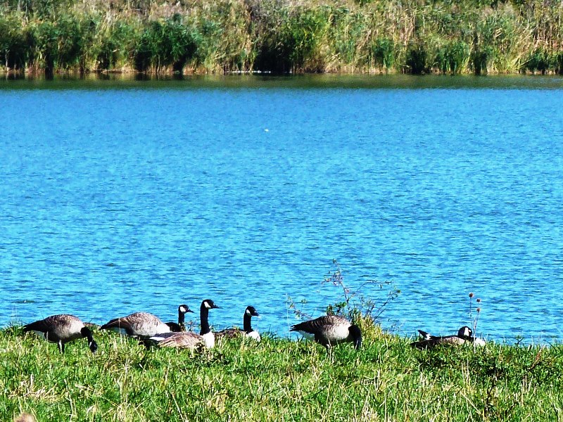 Espace naturel sensible la Sablière de Cercanceaux, Dordives - photo 4