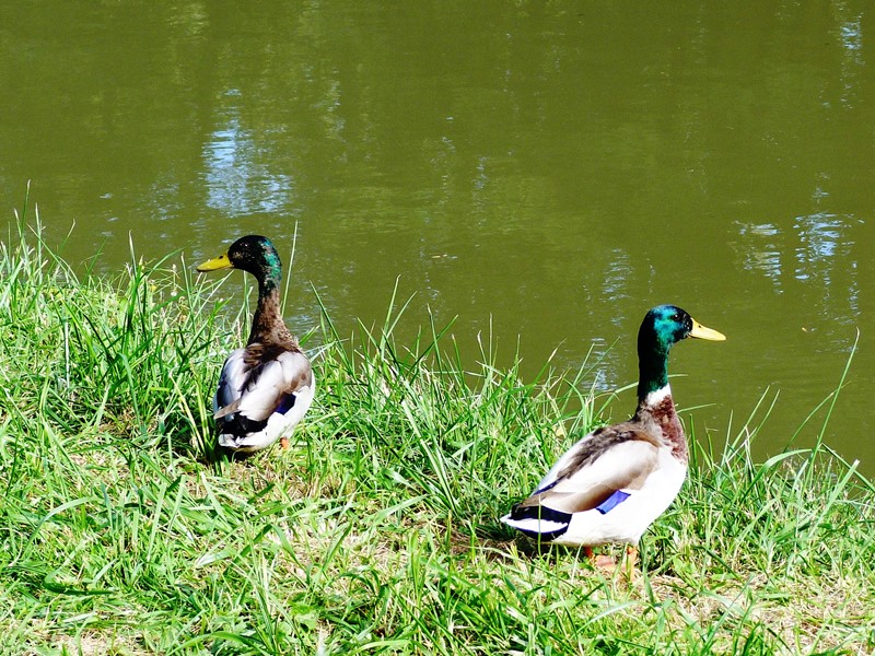 De l'arbre à l'eau, Paucourt - photo 4