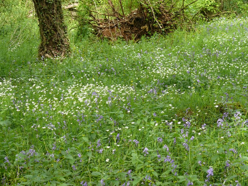 Les sources de la Théols, Bommiers - photo 8
