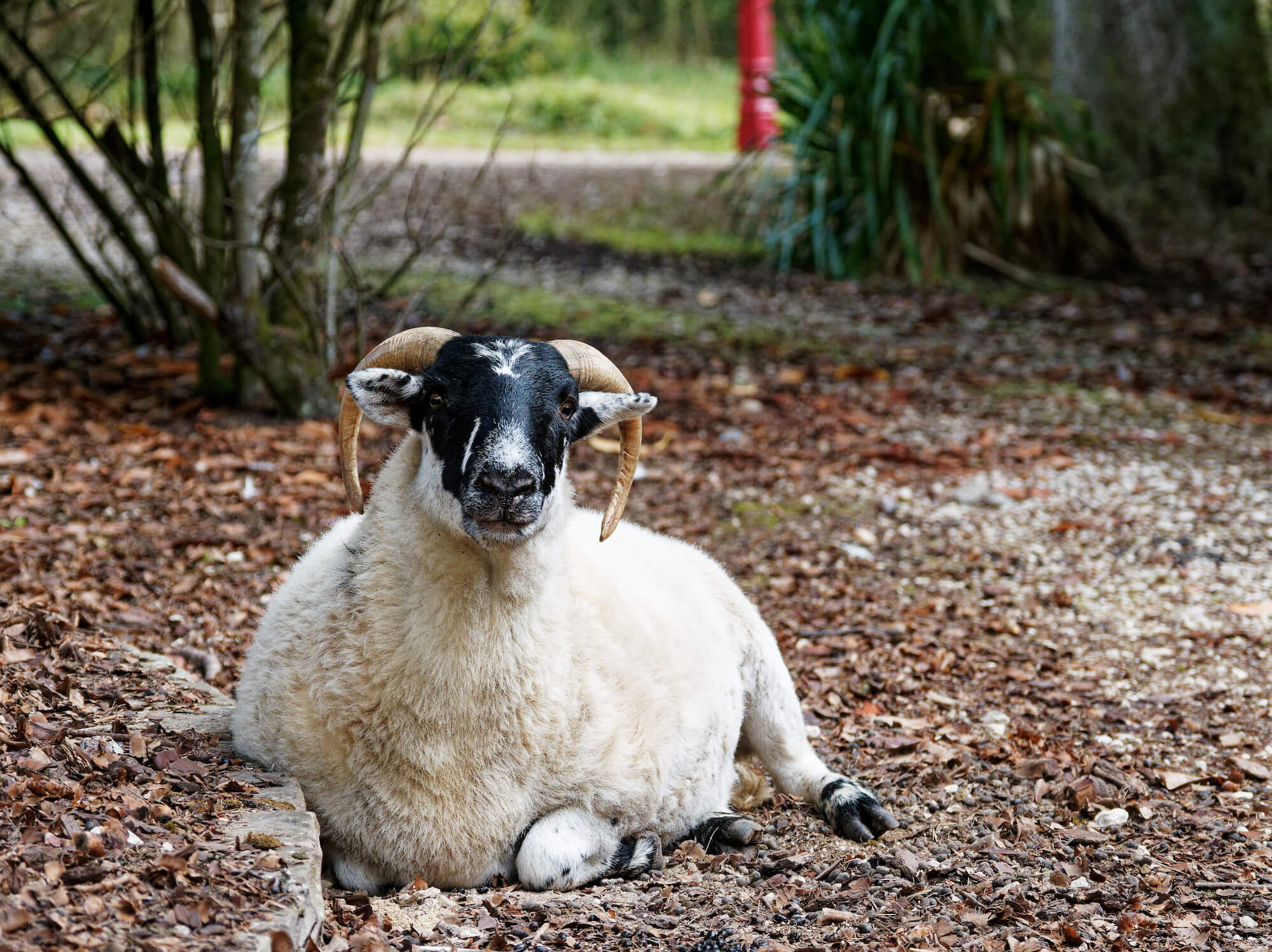 Les Bambous, Crouy-sur-Cosson - photo 2