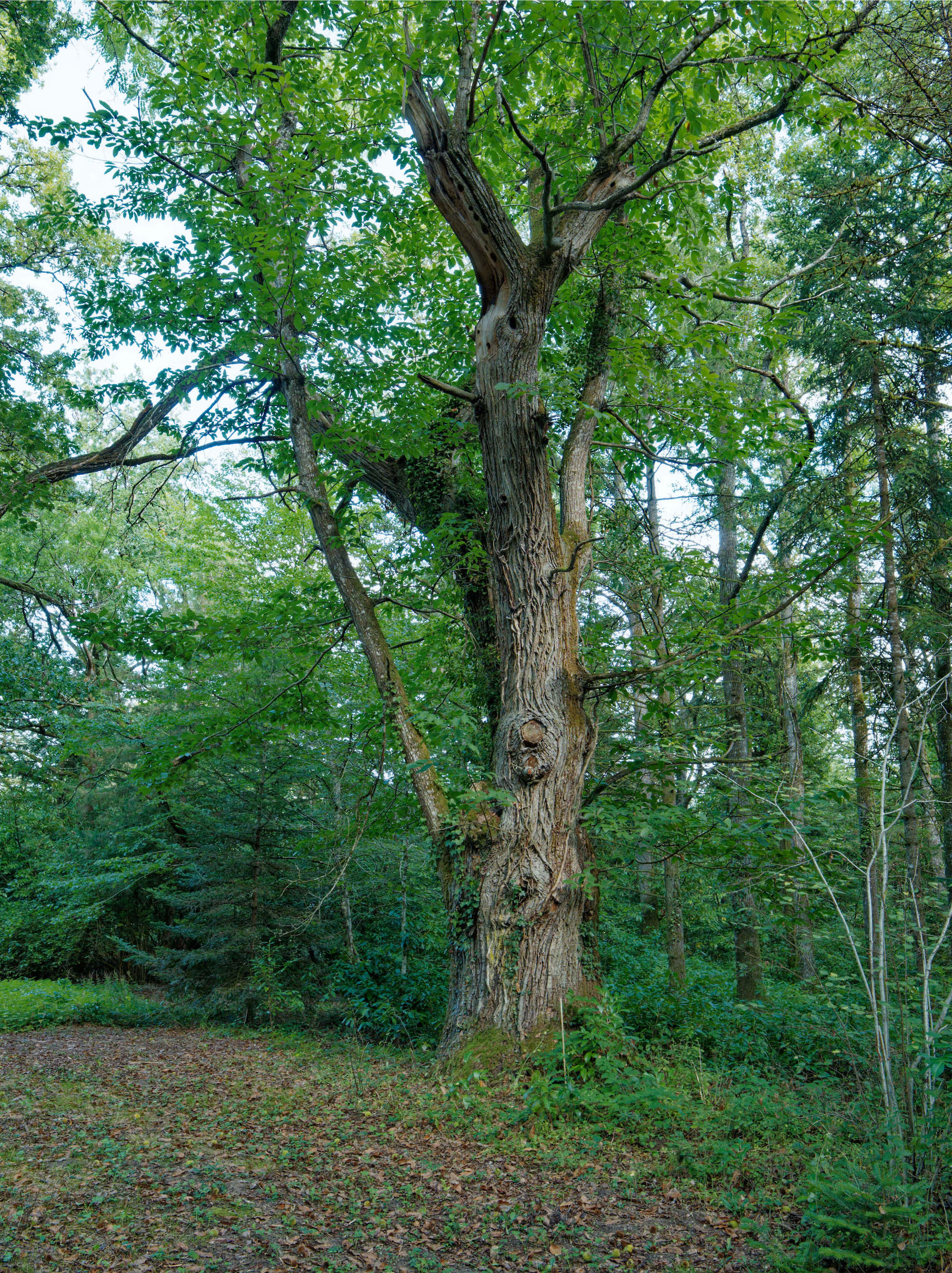 Les Glycines, Crouy-sur-Cosson - photo 16