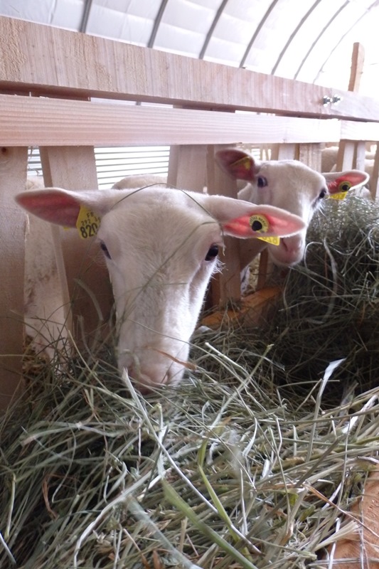 La Bergerie du Logis