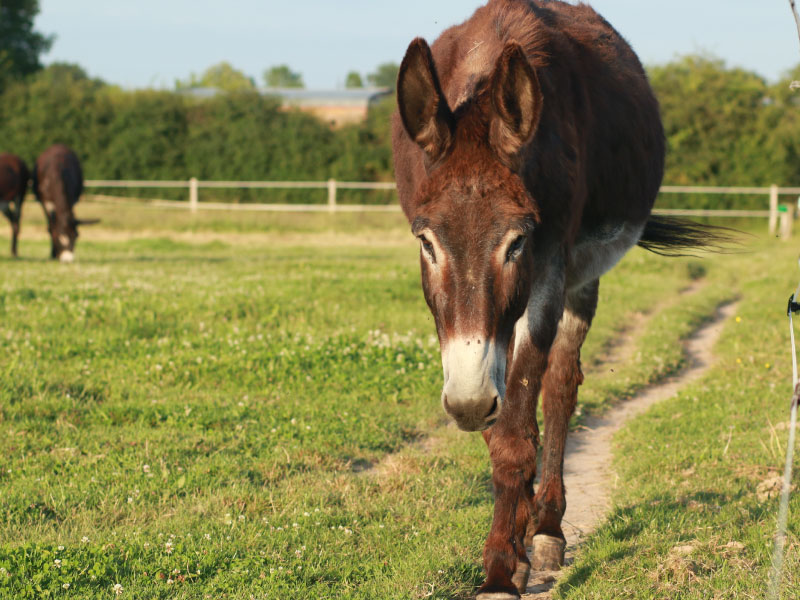 Pôle du Cheval et de l'Âne, La Celle-Condé - photo 9