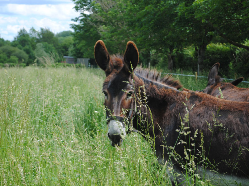 Pôle du Cheval et de l'Âne, La Celle-Condé - photo 11